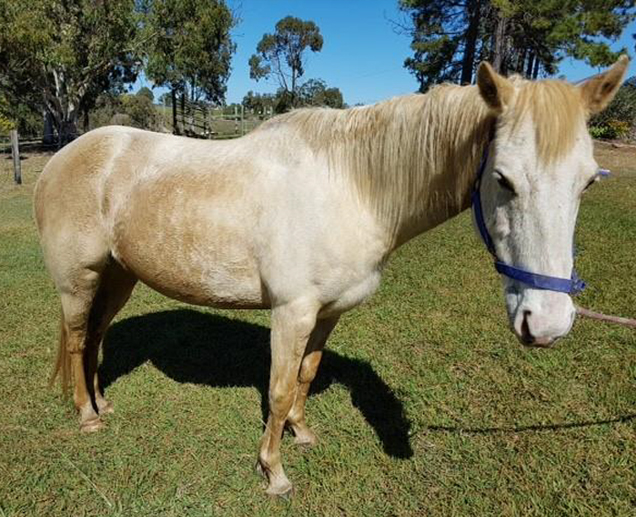 lexie the horse after rspca care